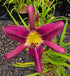 Hemerocallis 'Fuchsia Fashion'