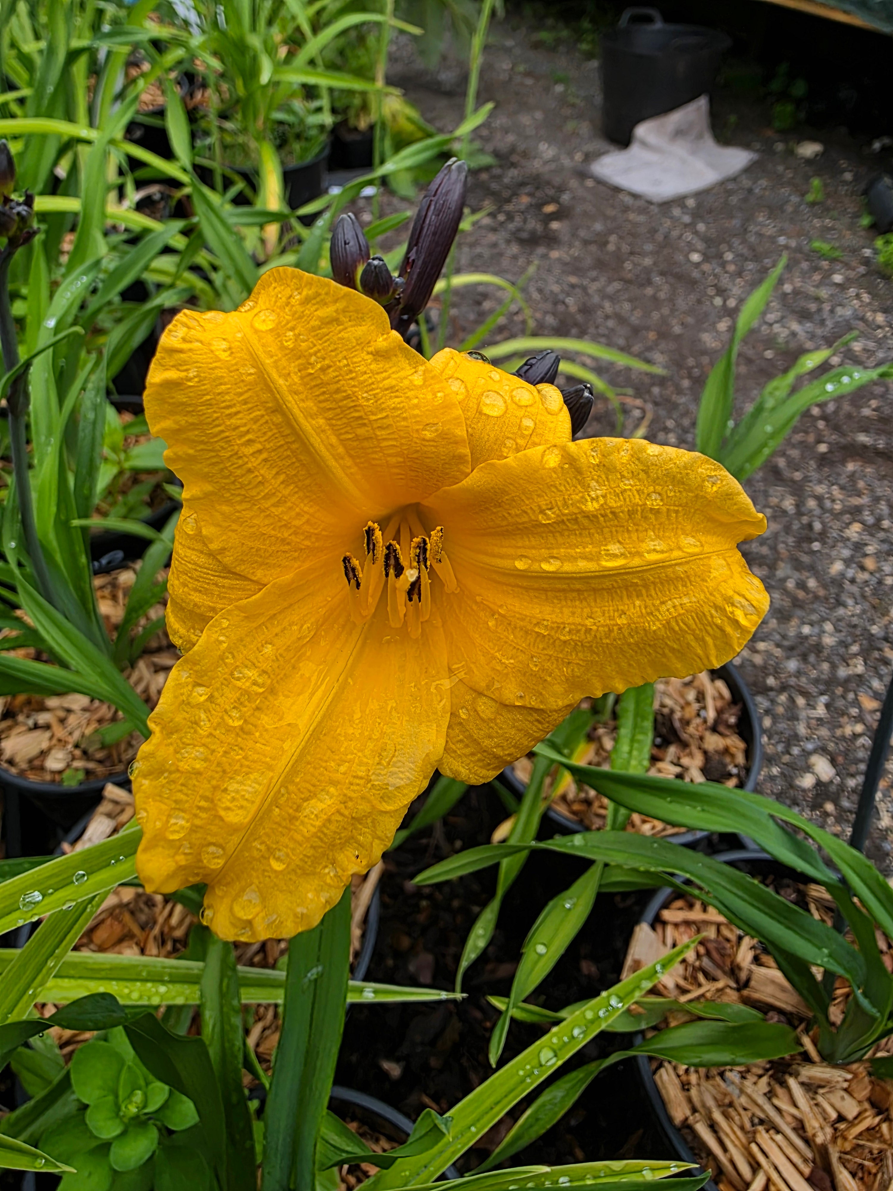 Hemerocallis 'Sir Blackstem'