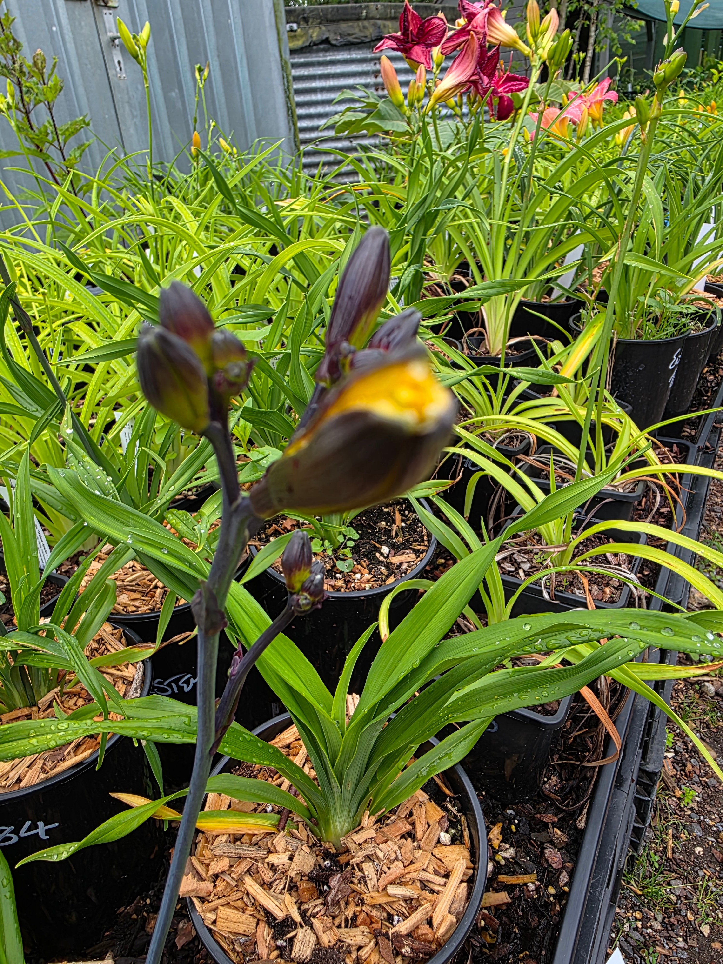Hemerocallis 'Sir Blackstem'