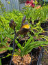 Hemerocallis 'Sir Blackstem'