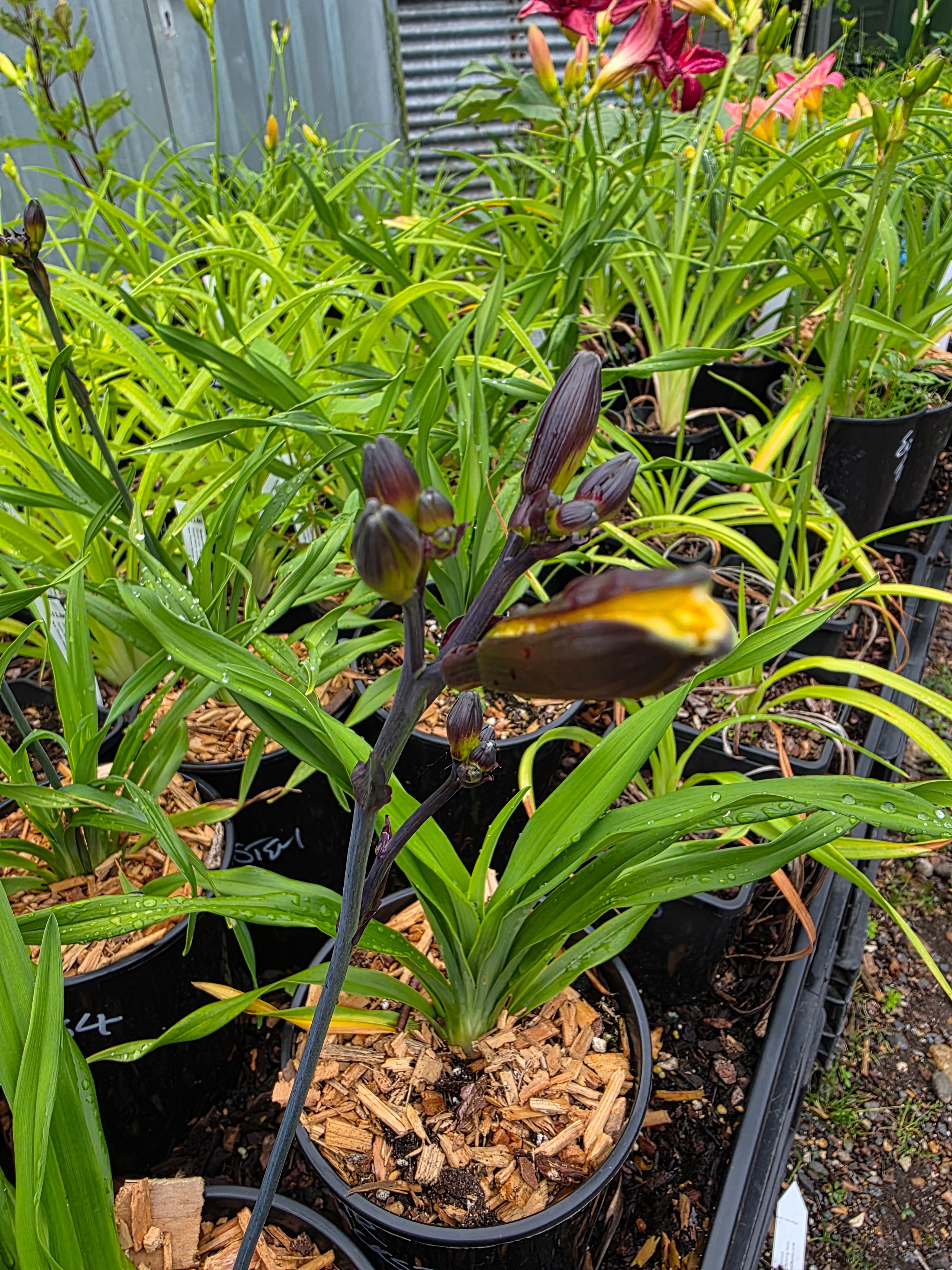 Hemerocallis 'Sir Blackstem'