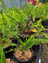 Hemerocallis 'Sir Blackstem'