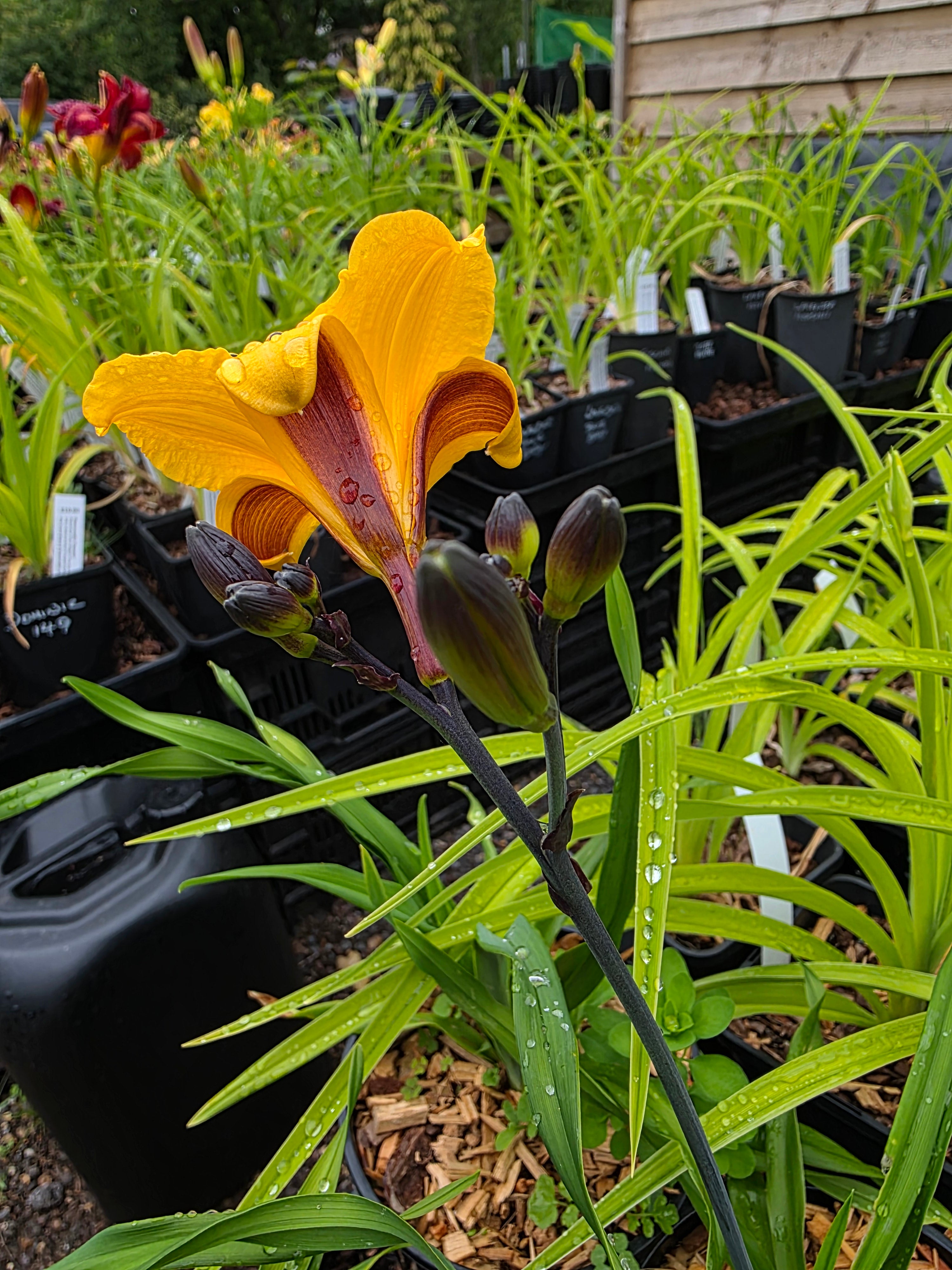 Hemerocallis 'Sir Blackstem'