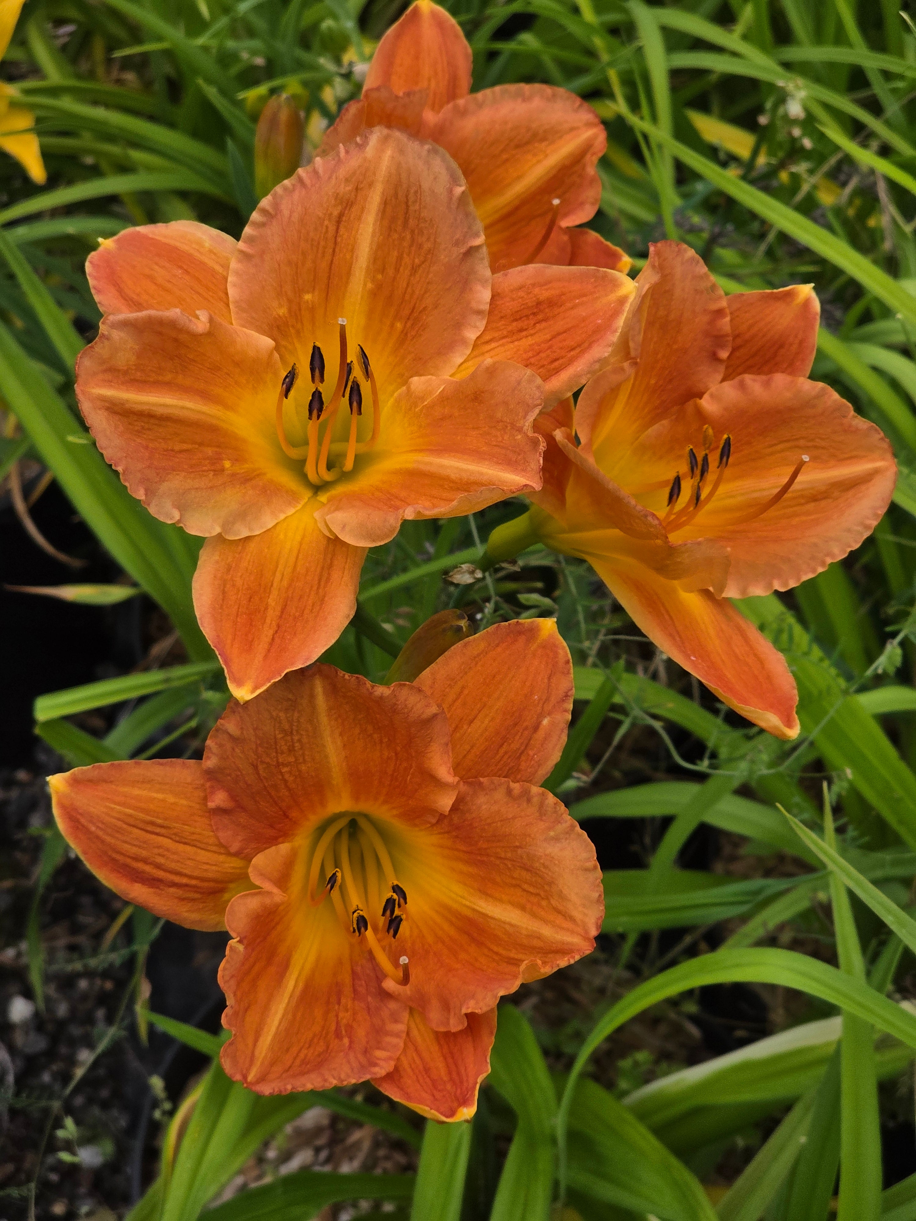 Hemerocallis 'English Toffee'