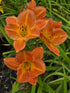 Hemerocallis 'English Toffee'