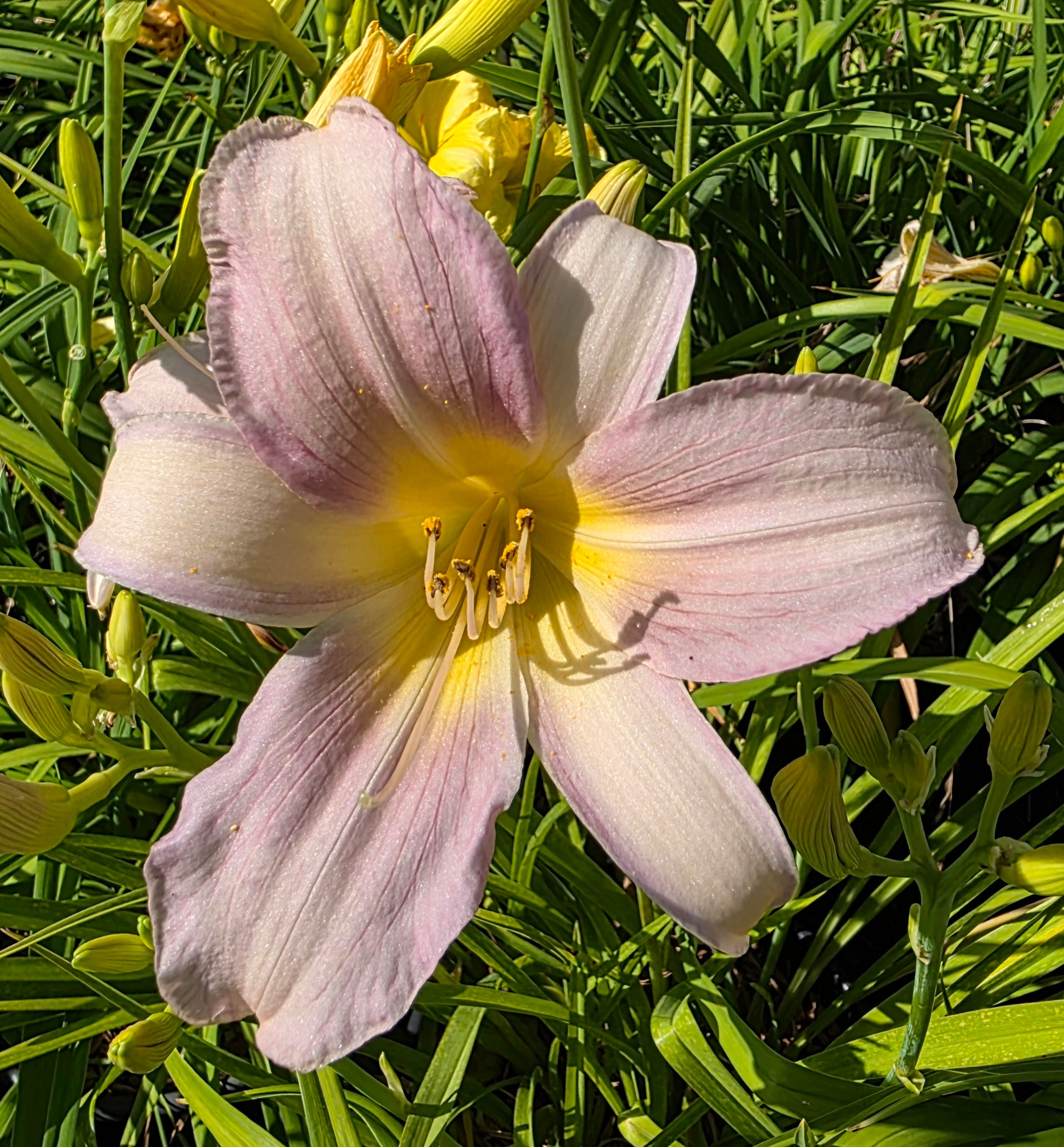 Hemerocallis 'Catherine Woodberry'