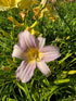Hemerocallis 'Catherine Woodberry'