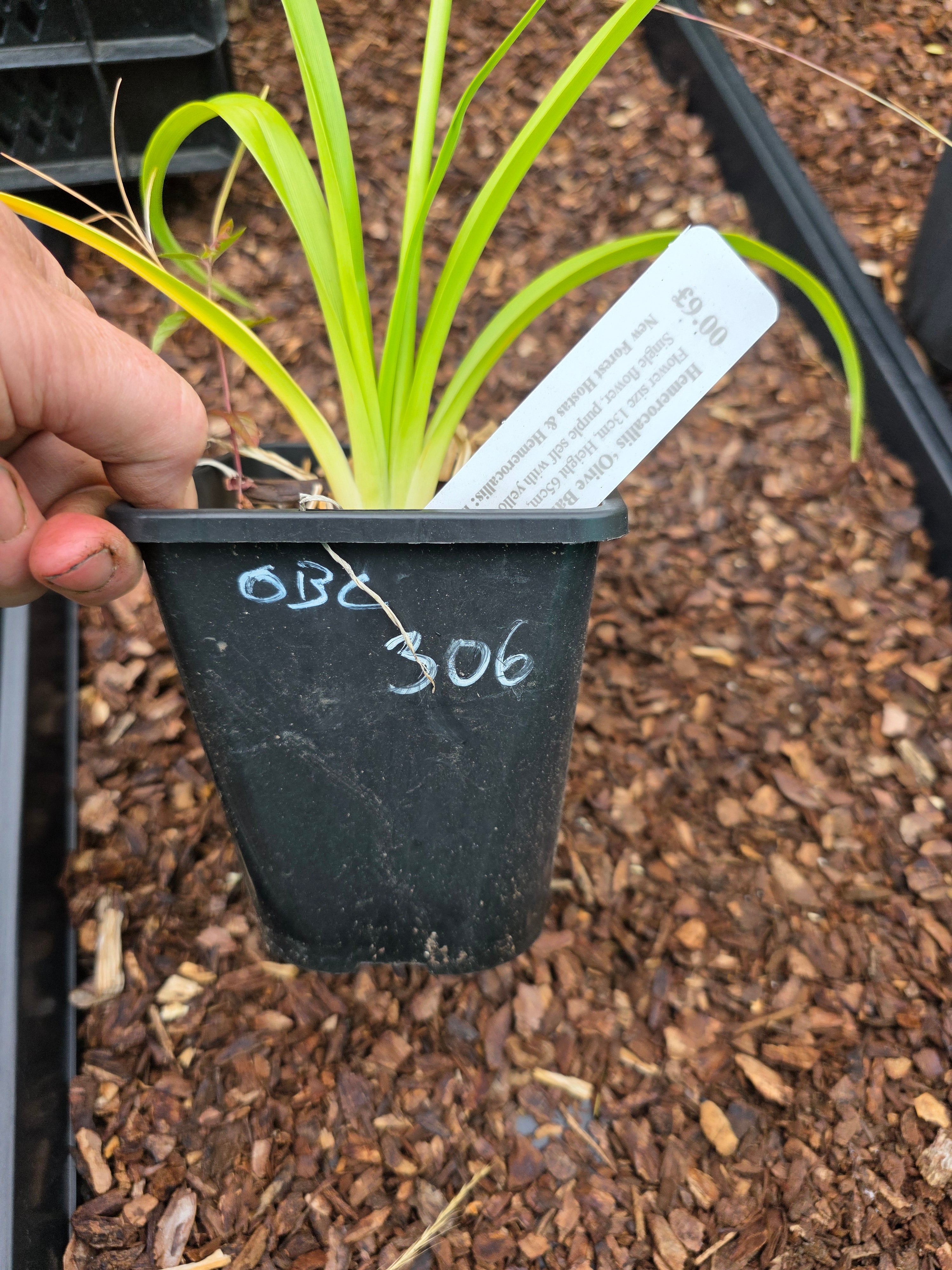 Hemerocallis 'Olive Bailey Langdon'