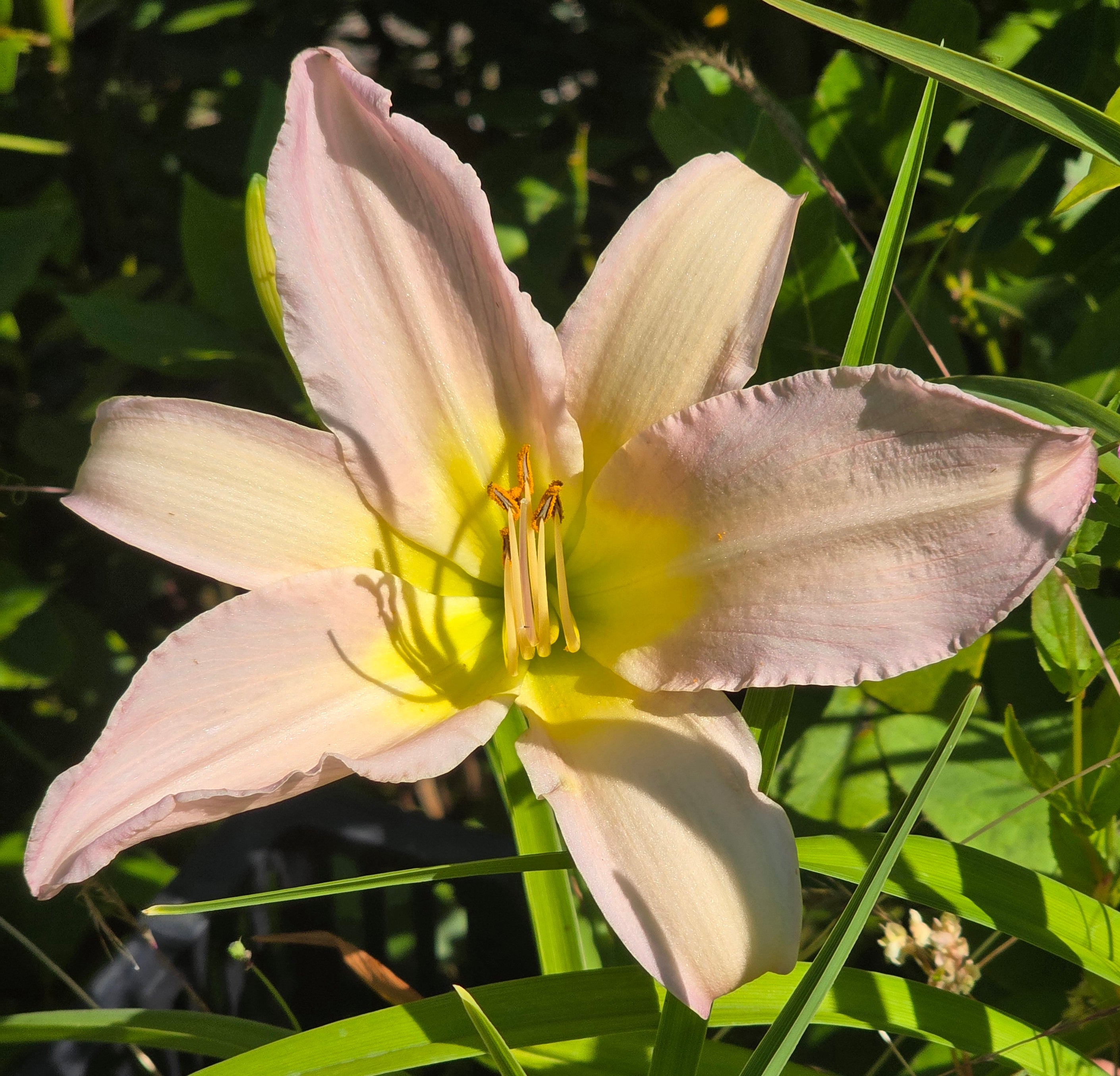 Hemerocallis 'Dallas Star'