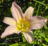 Hemerocallis 'Dallas Star'