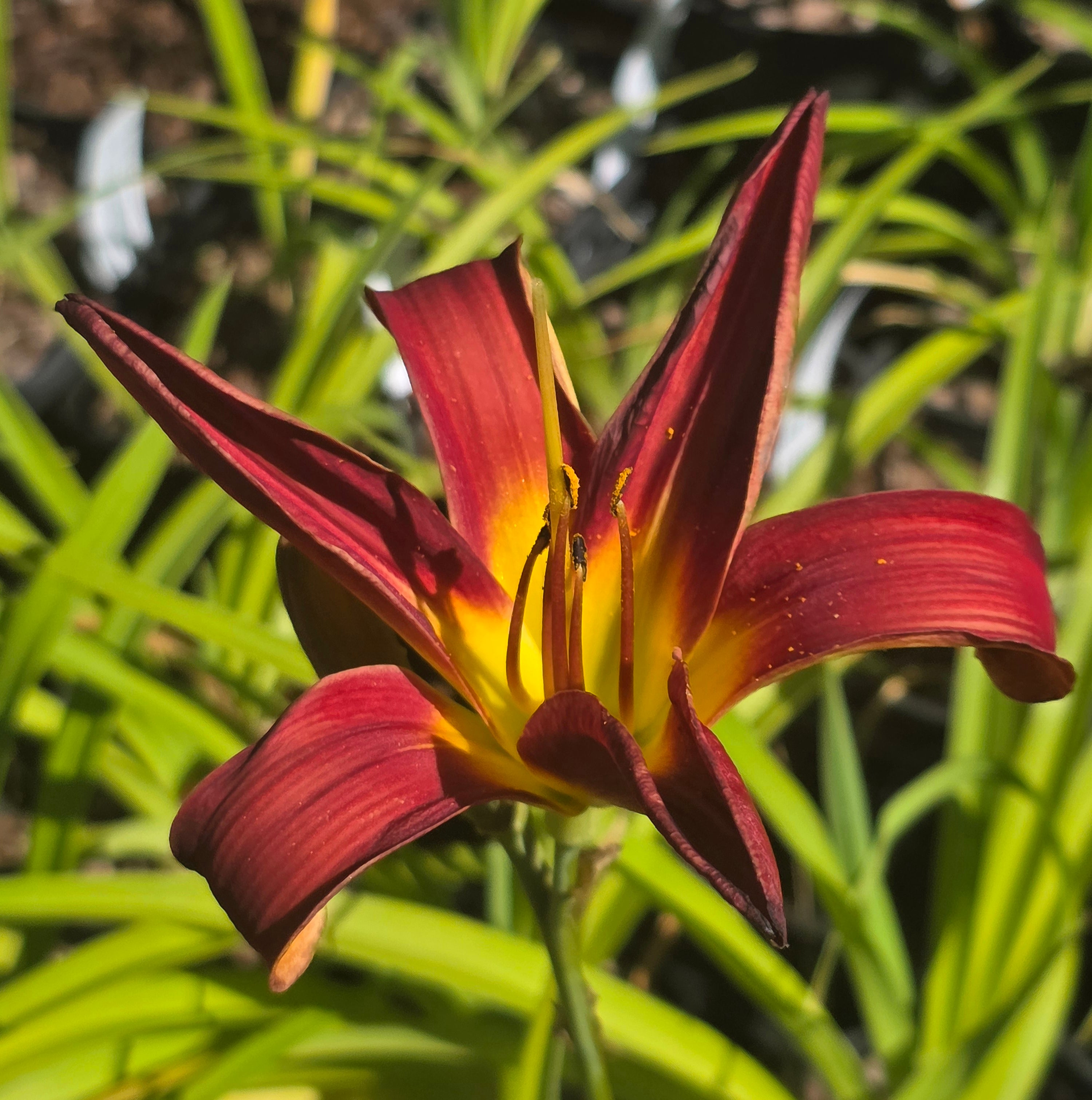 Hemerocallis 'Fire from Heaven'