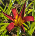 Hemerocallis 'Fire from Heaven'