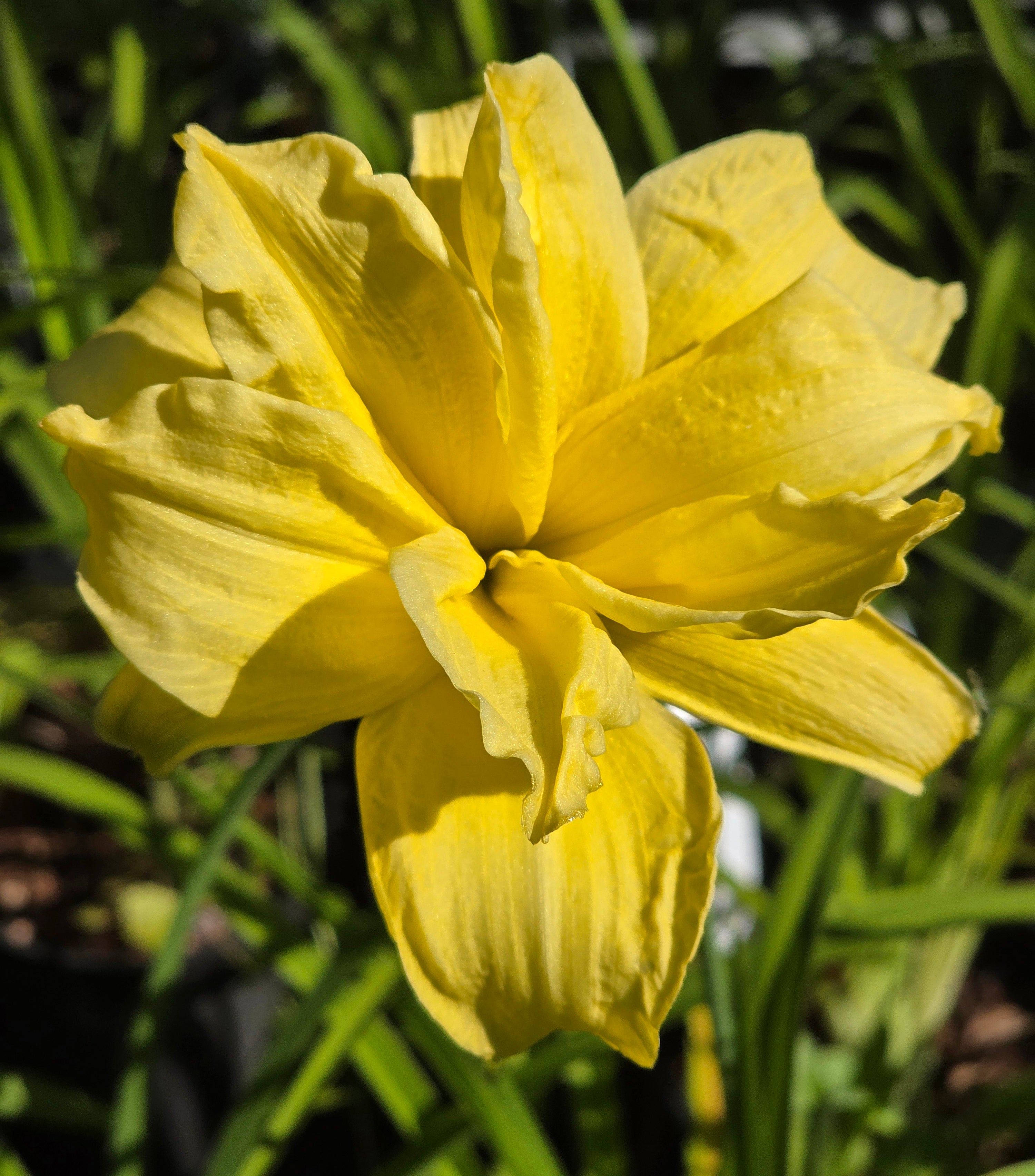 Hemerocallis 'Double River Wye'