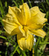 Hemerocallis 'Double River Wye'
