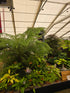 Dicksonia antartica  1ltr Juvenile Plant