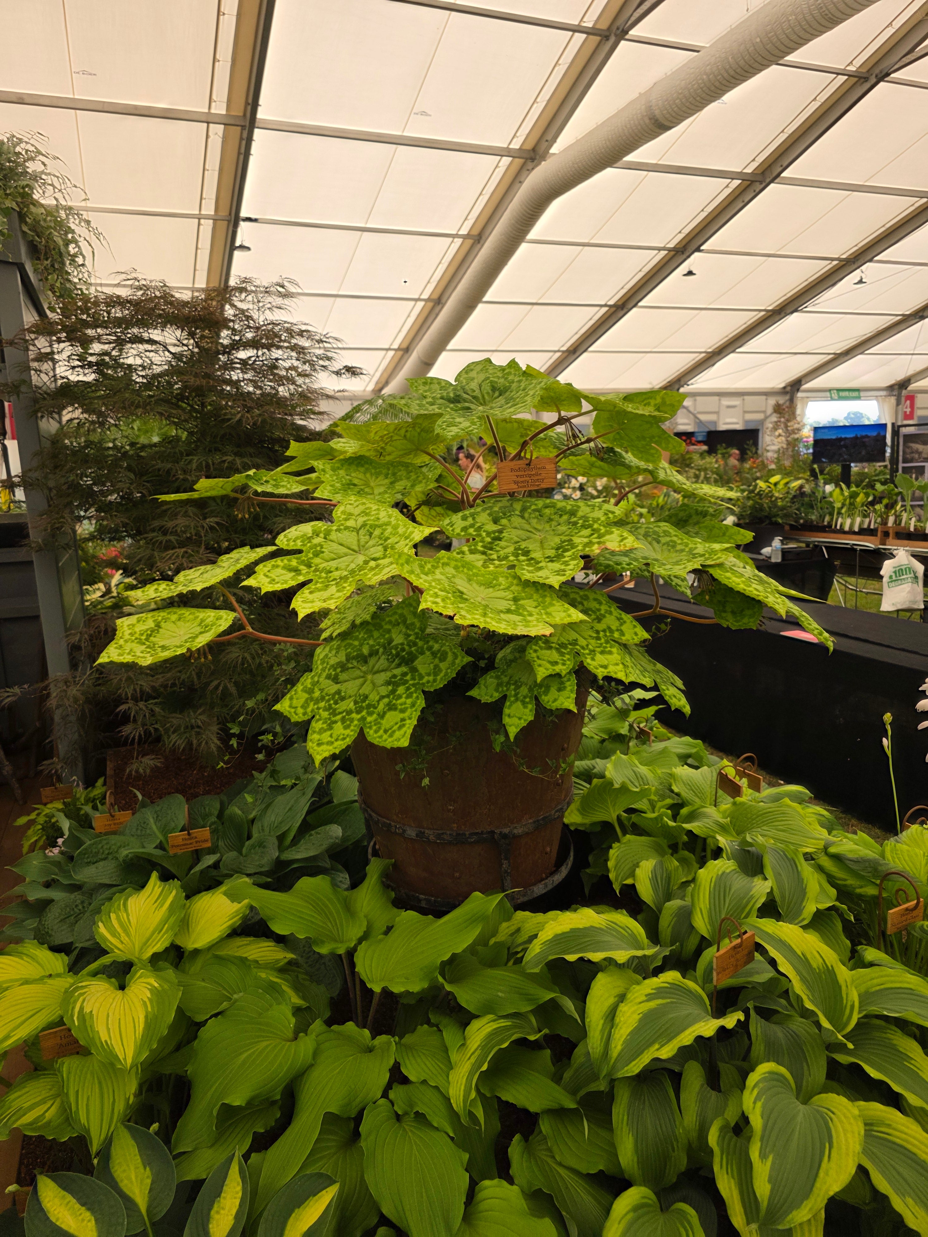 Podophyllum 'Spotty Dotty'