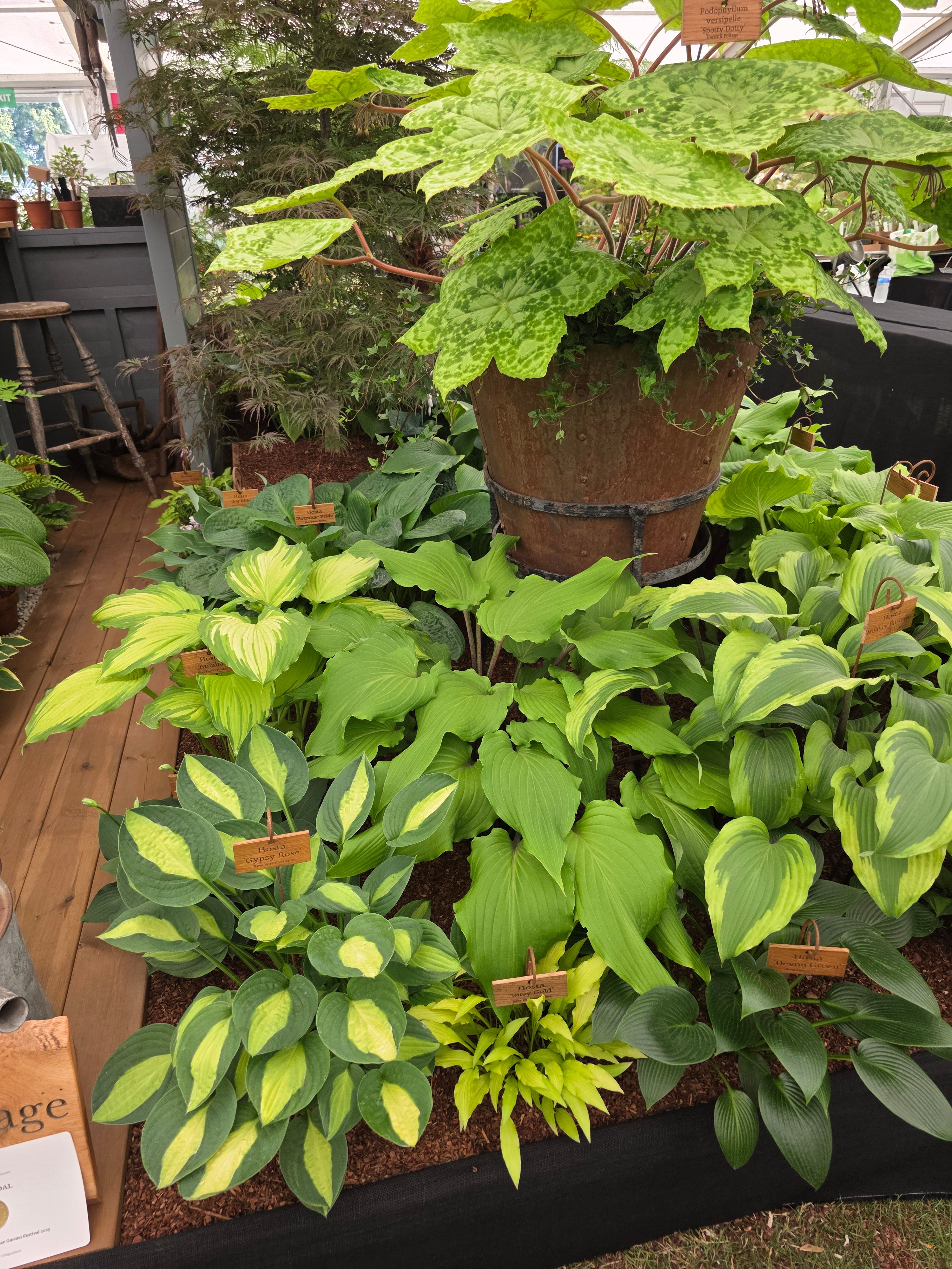 Hosta 'Valley's Red Scorpion' - Mature Division