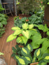 Hosta 'Amalia'