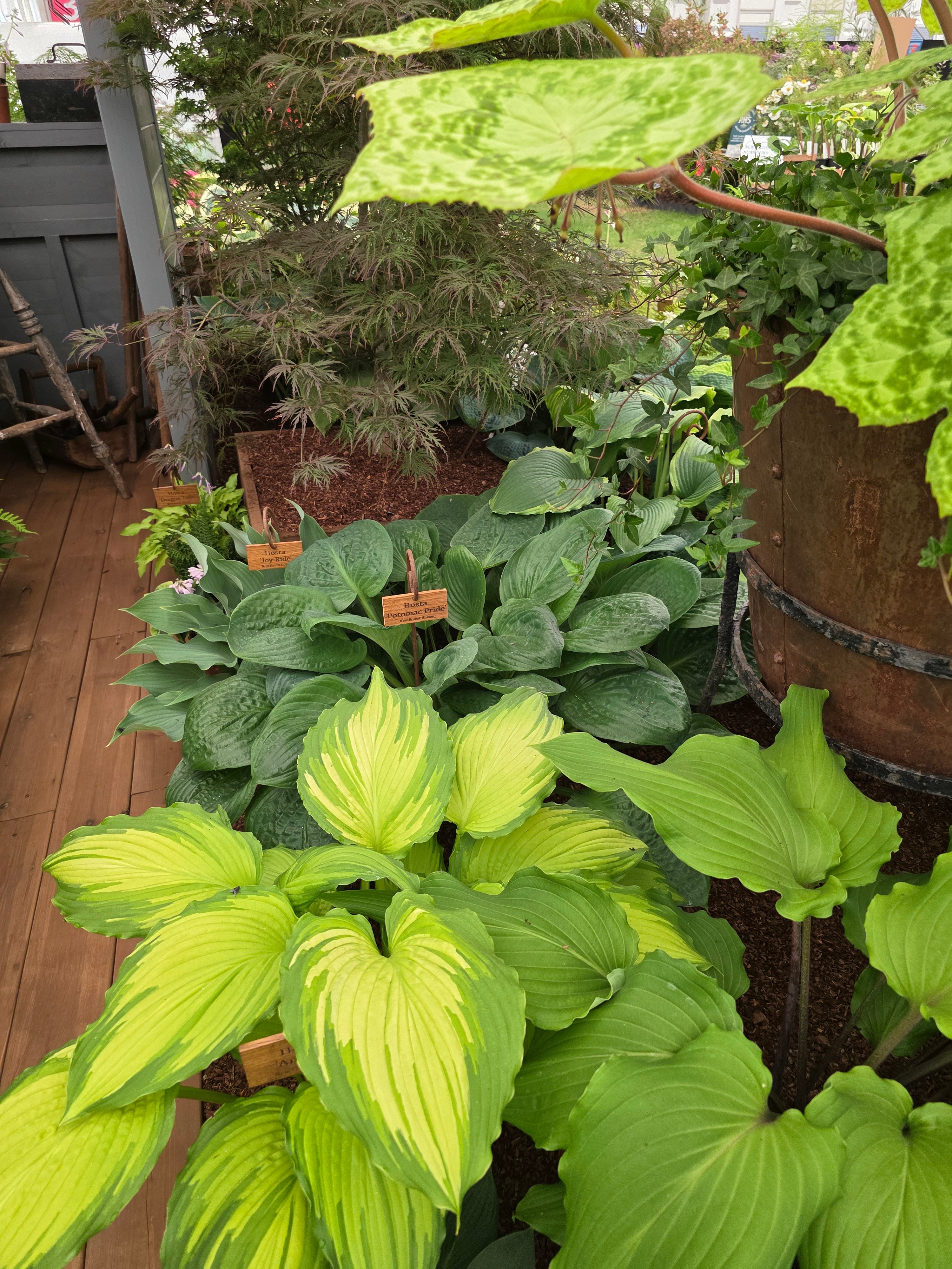 Hosta 'Amalia'