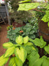Hosta 'Amalia'
