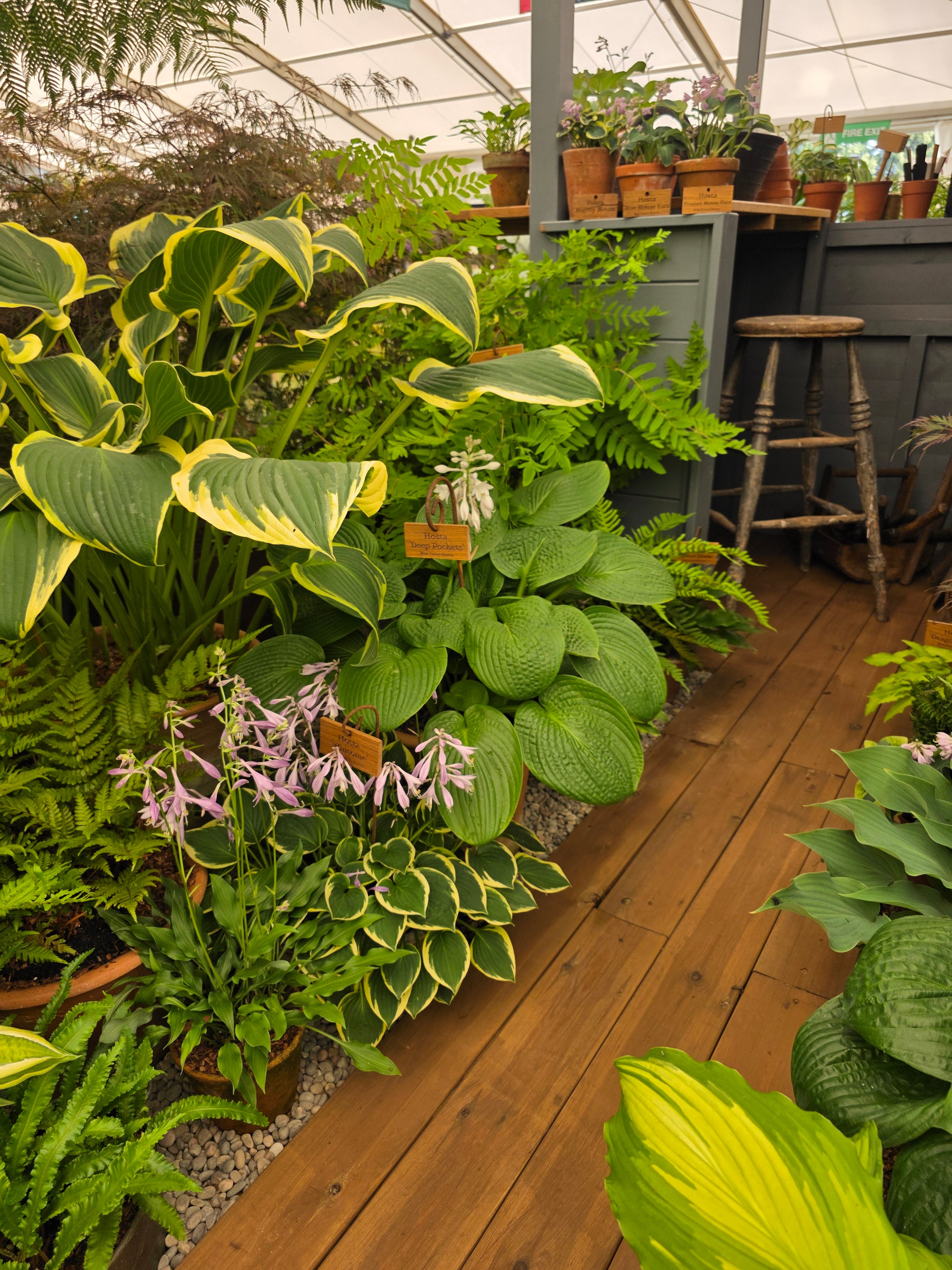 Hosta 'Quill'