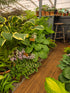 Hosta 'Quill'