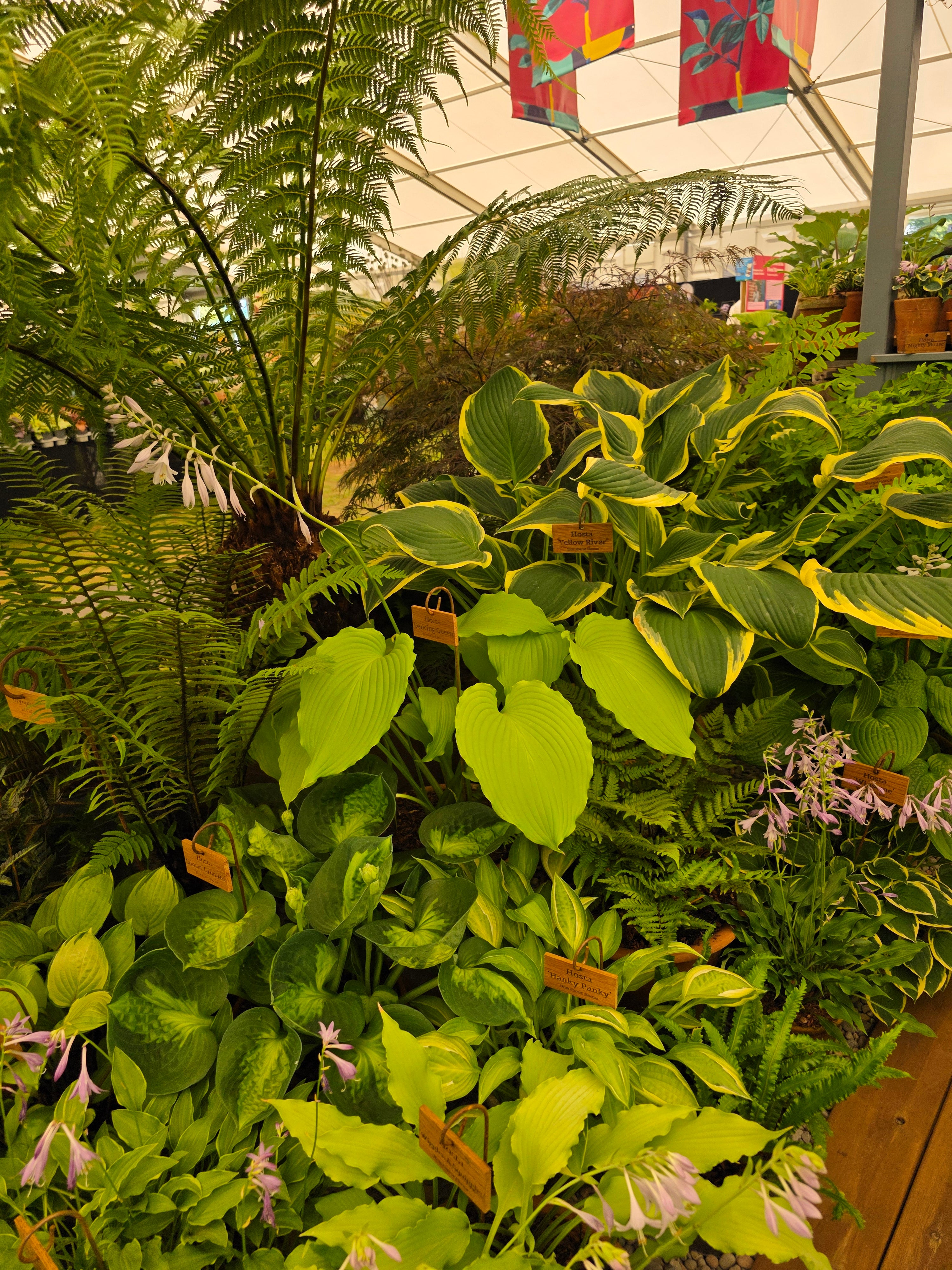 Hosta 'Yellow River' - Larger Specimen