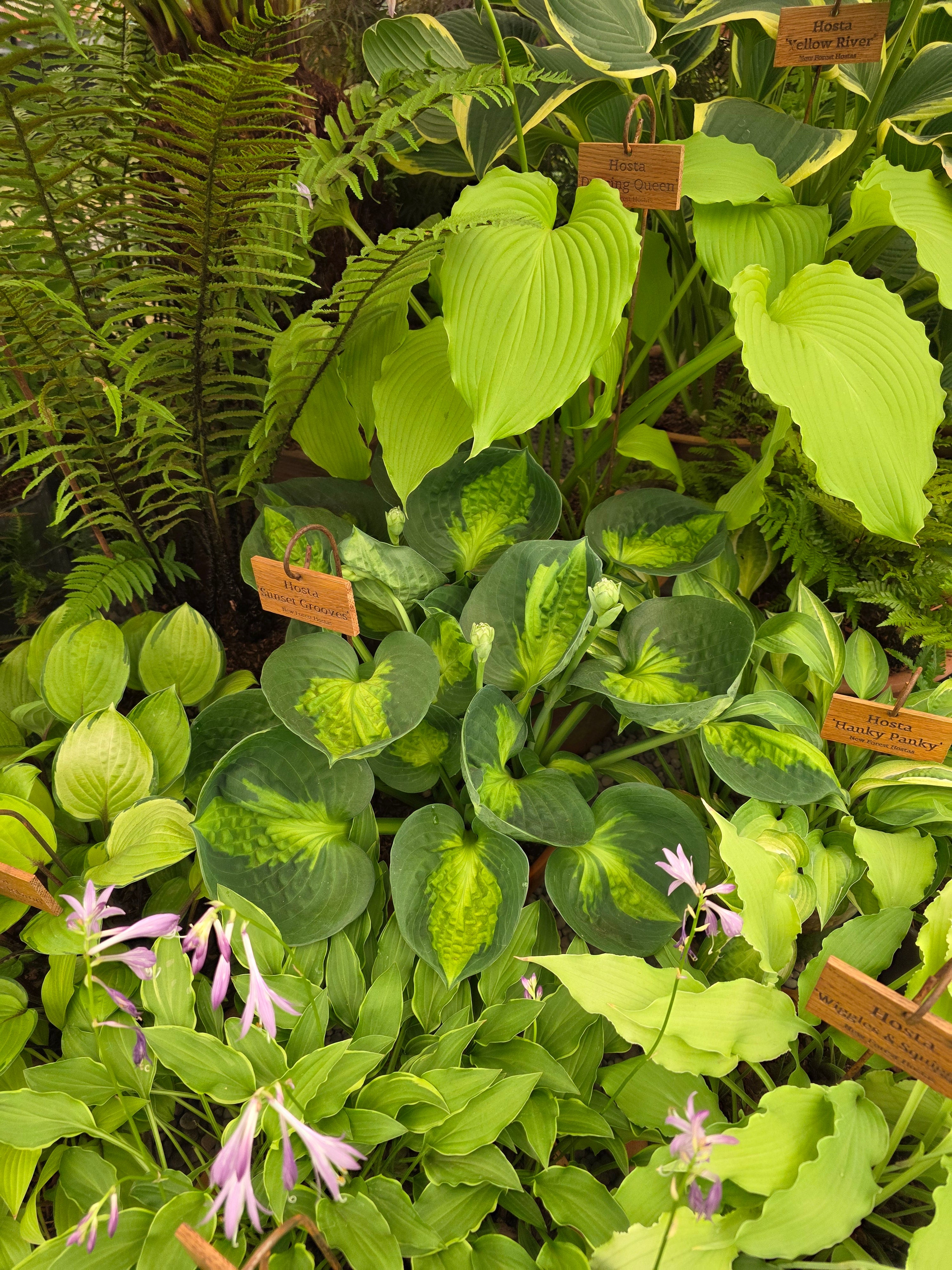 Hosta 'Dancing Queen'