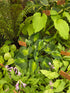 Hosta 'Dancing Queen'