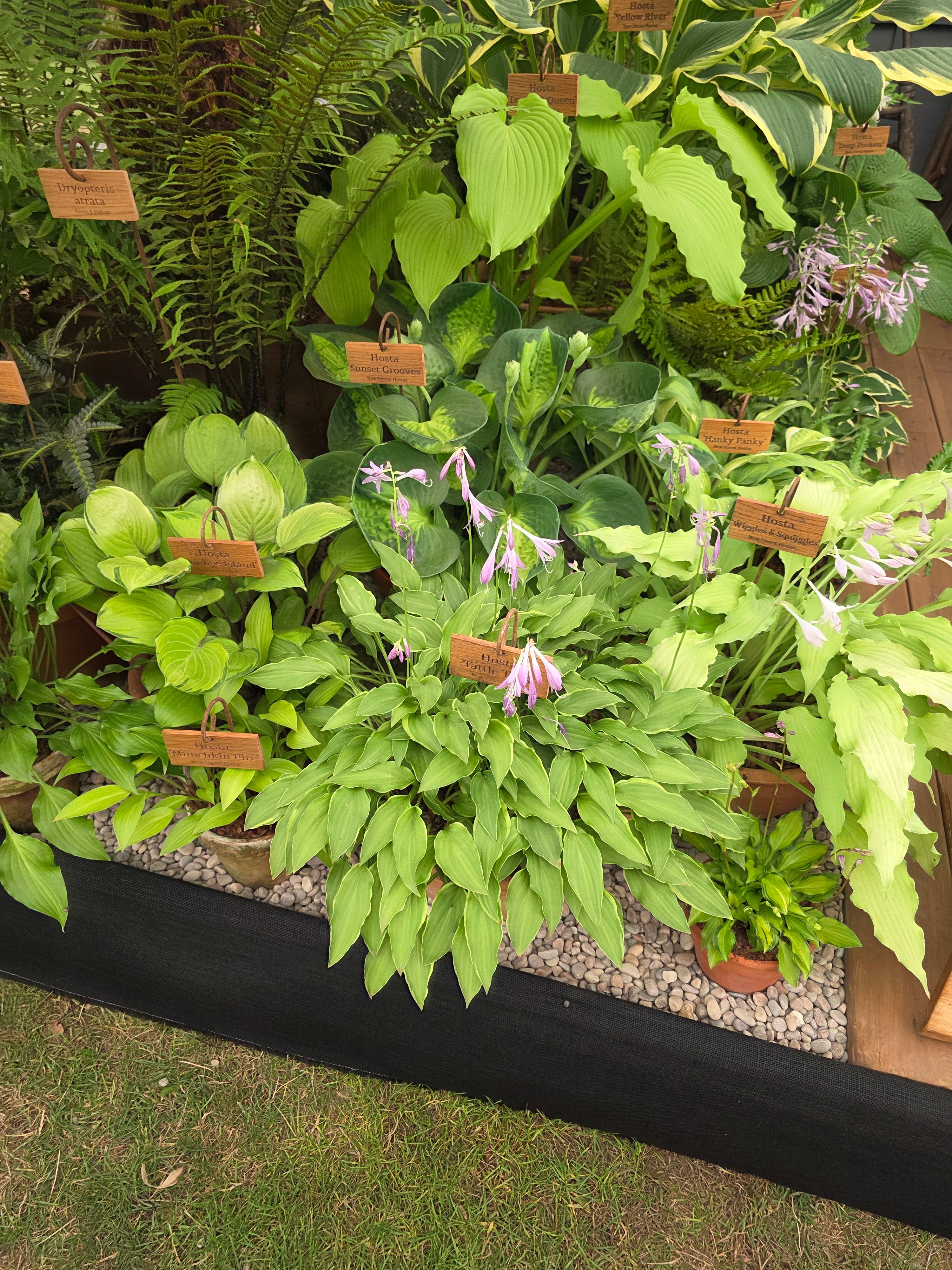Hosta 'Tattle Tails'