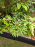 Hosta 'Tattle Tails'