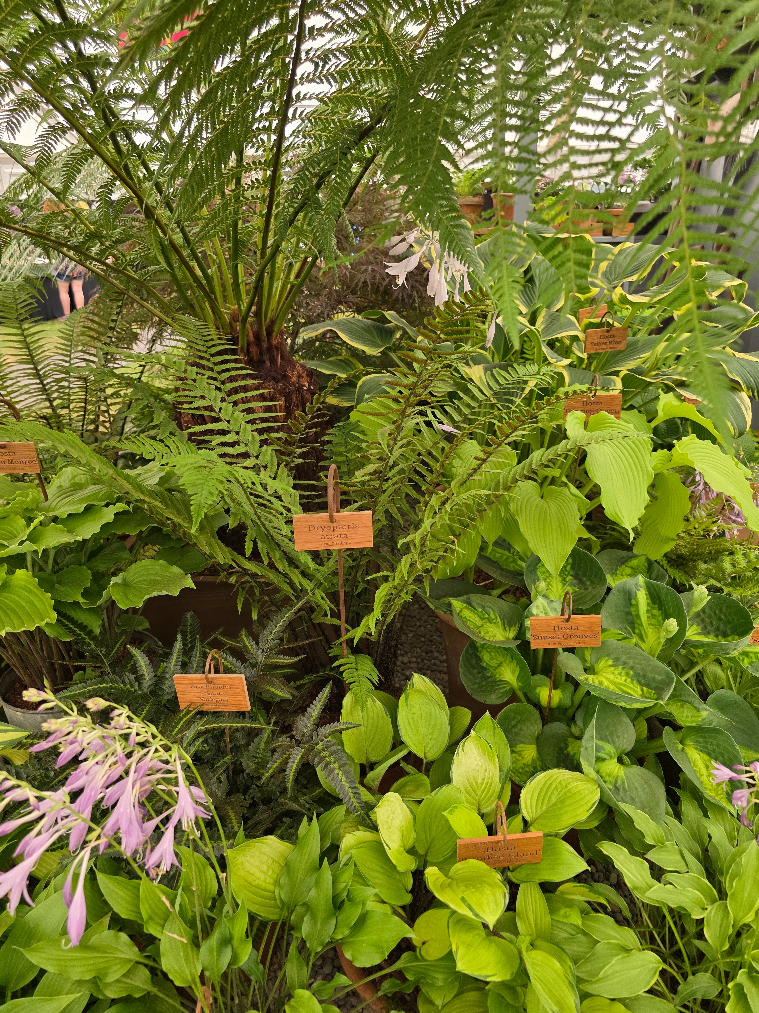 Dryopteris atrata 1 ltr