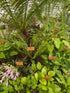 Dryopteris atrata 1 ltr