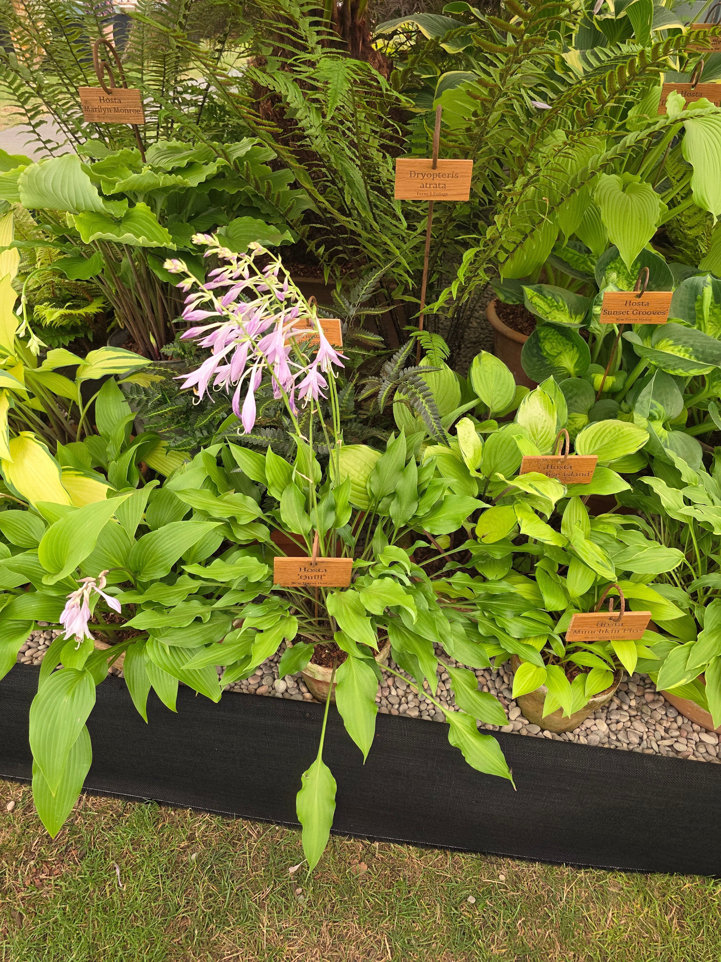 Hosta 'Quill'