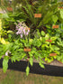 Hosta 'Quill'