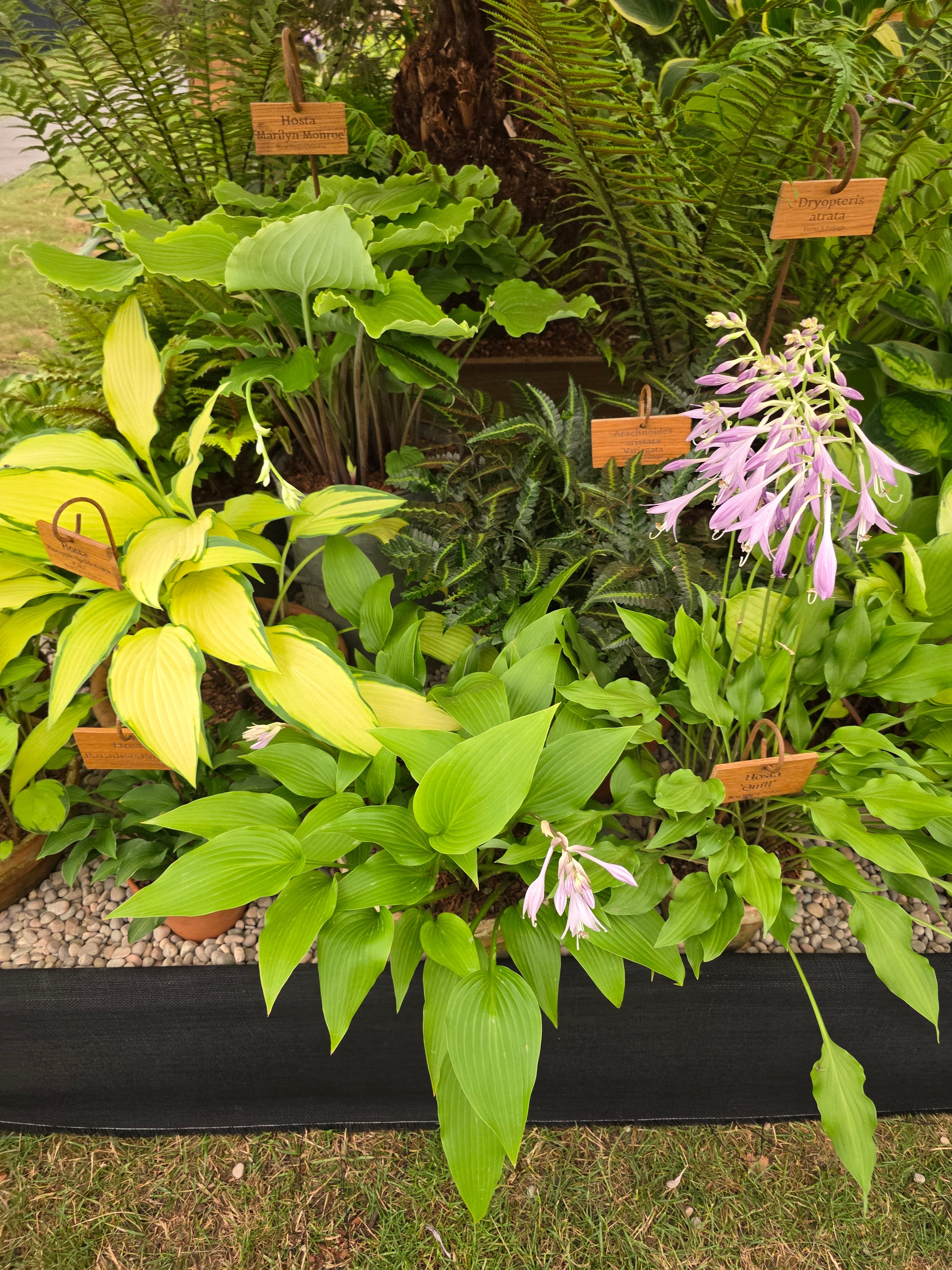 Hosta 'Valley's Chute the Chute' - BareRoot)