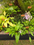 Hosta 'Valley's Chute the Chute' - BareRoot)