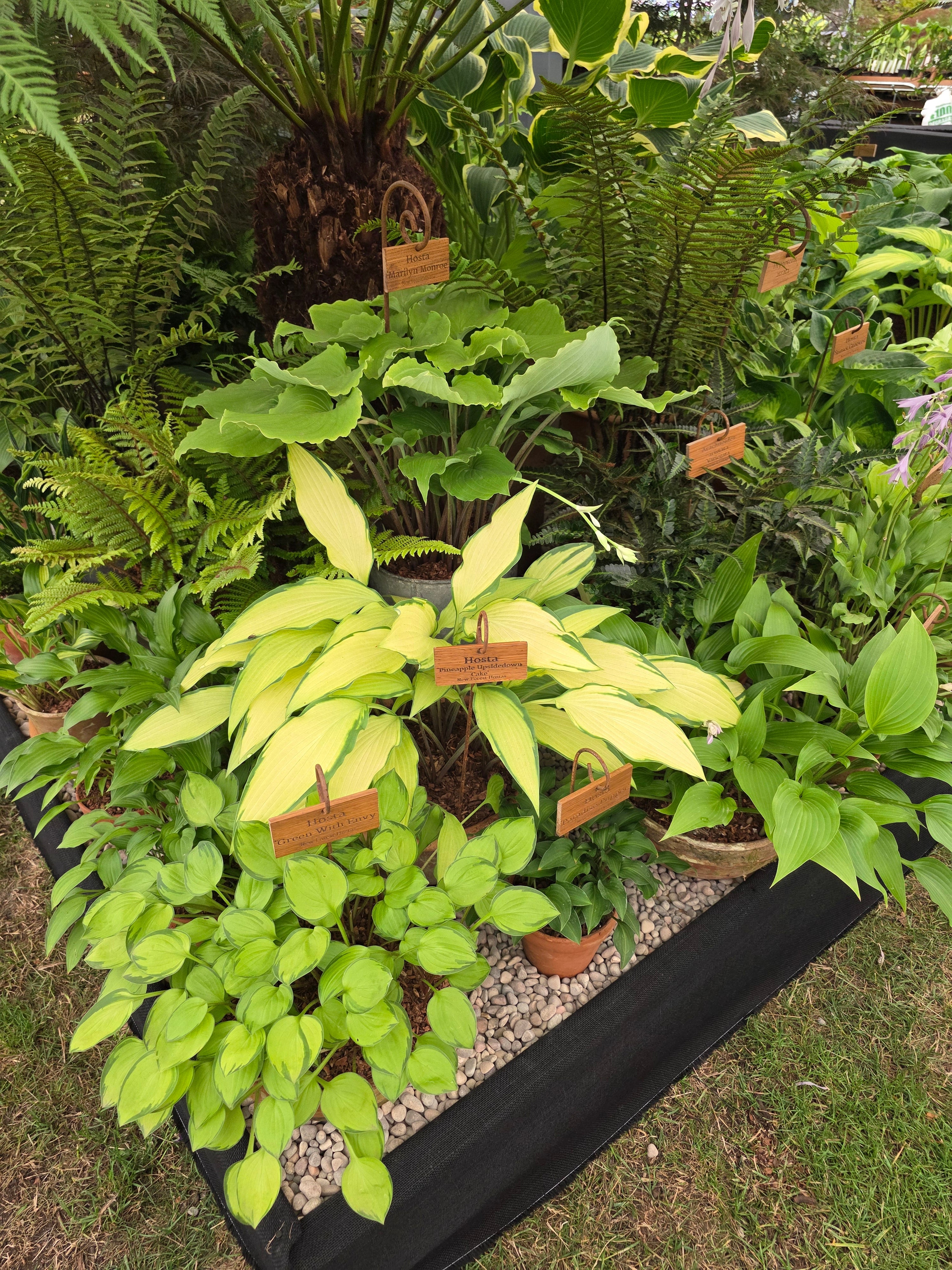 Hosta 'Pineapple Upsidedown Cake'