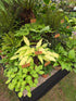 Hosta 'Pineapple Upsidedown Cake'