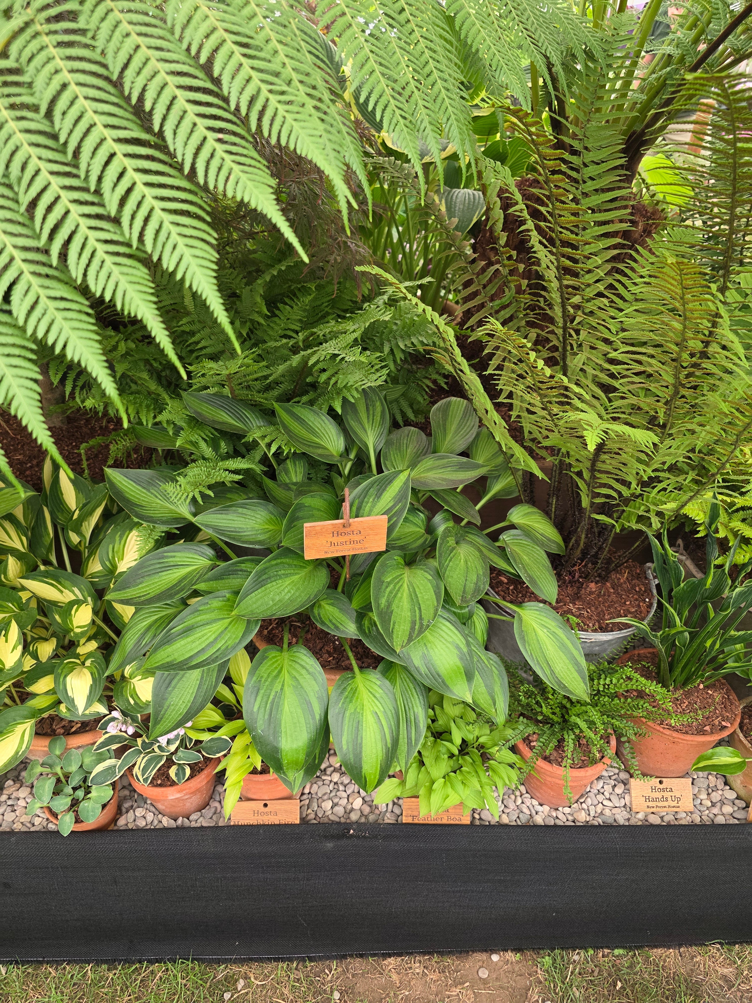 Hosta 'Ayesha'