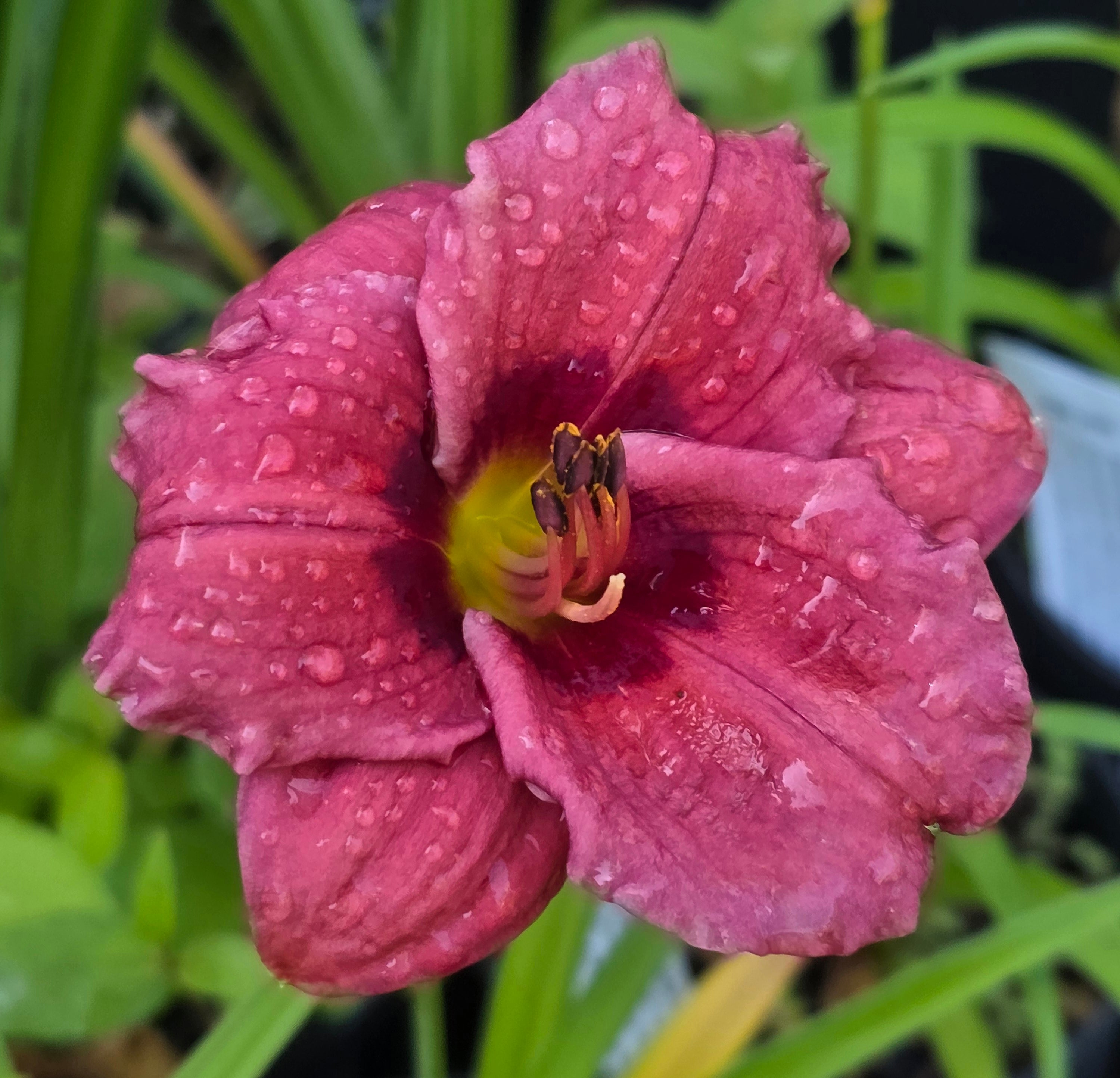 Hemerocallis 'Little Maggie'