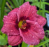 Hemerocallis 'Little Maggie'