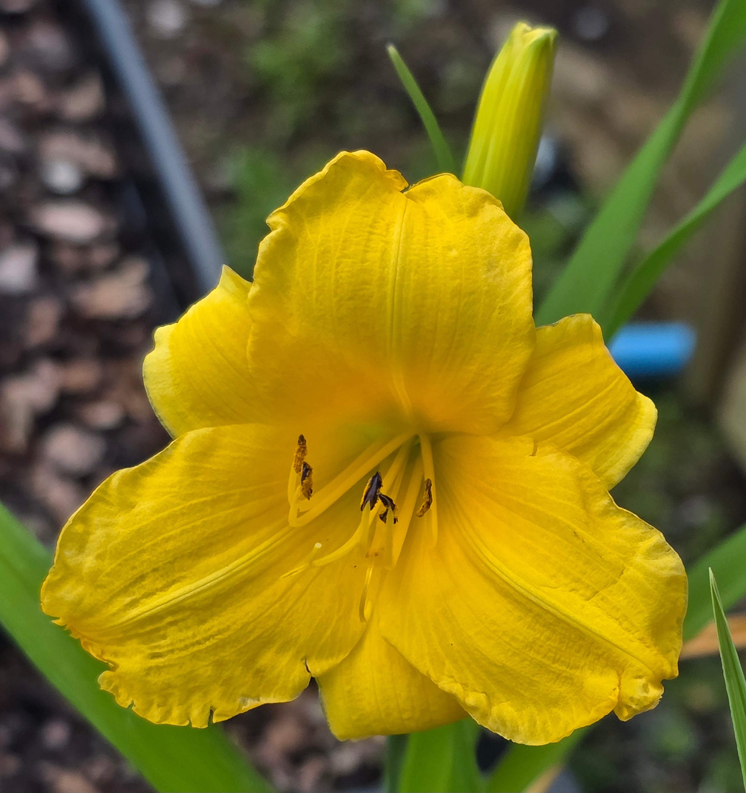 Hemerocallis 'Yellow Lollipop'