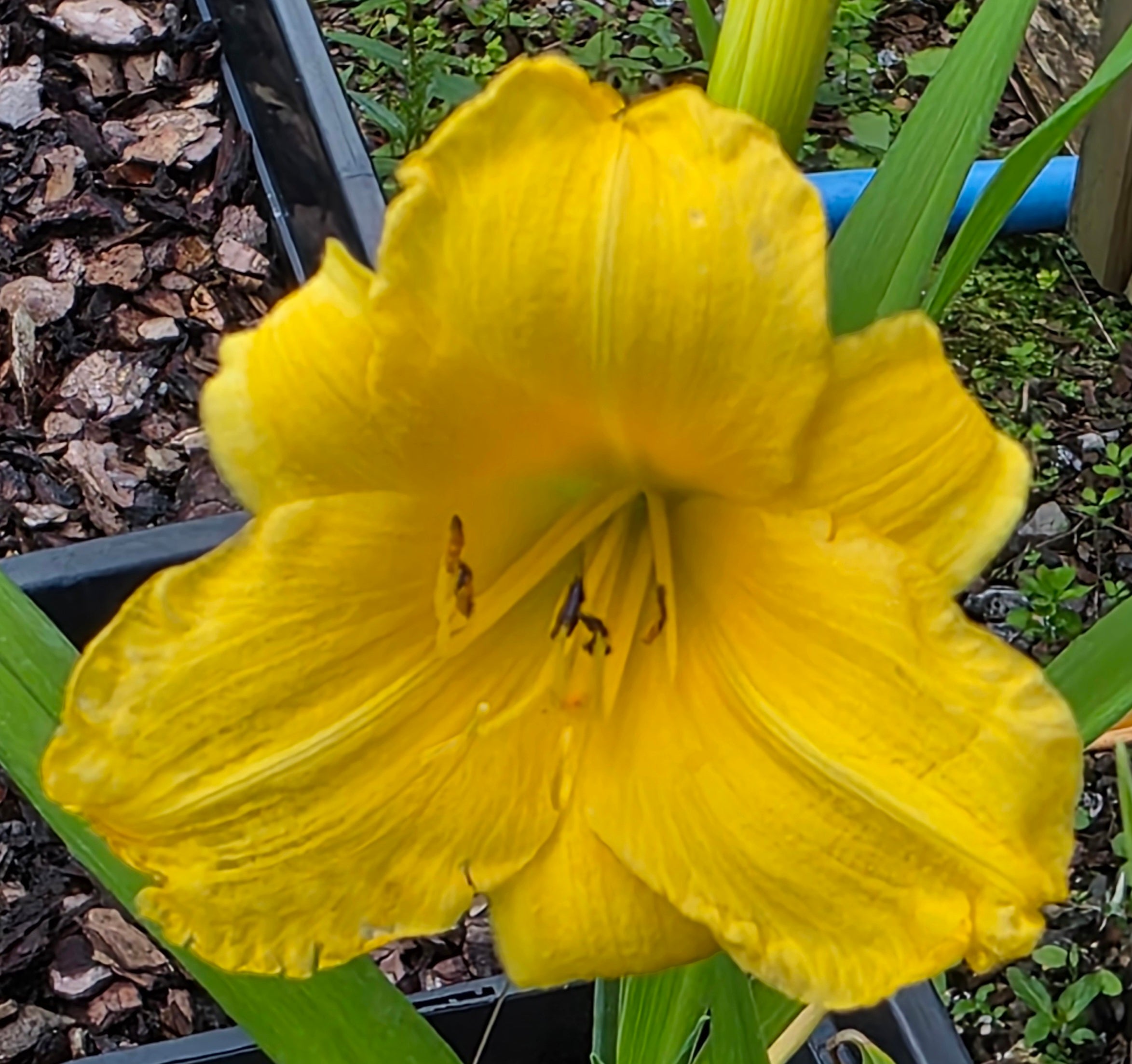 Hemerocallis 'Yellow Lollipop'