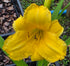Hemerocallis 'Yellow Lollipop'