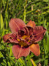 Hemerocallis 'Double Coffee'