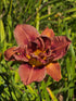 Hemerocallis 'Double Coffee'