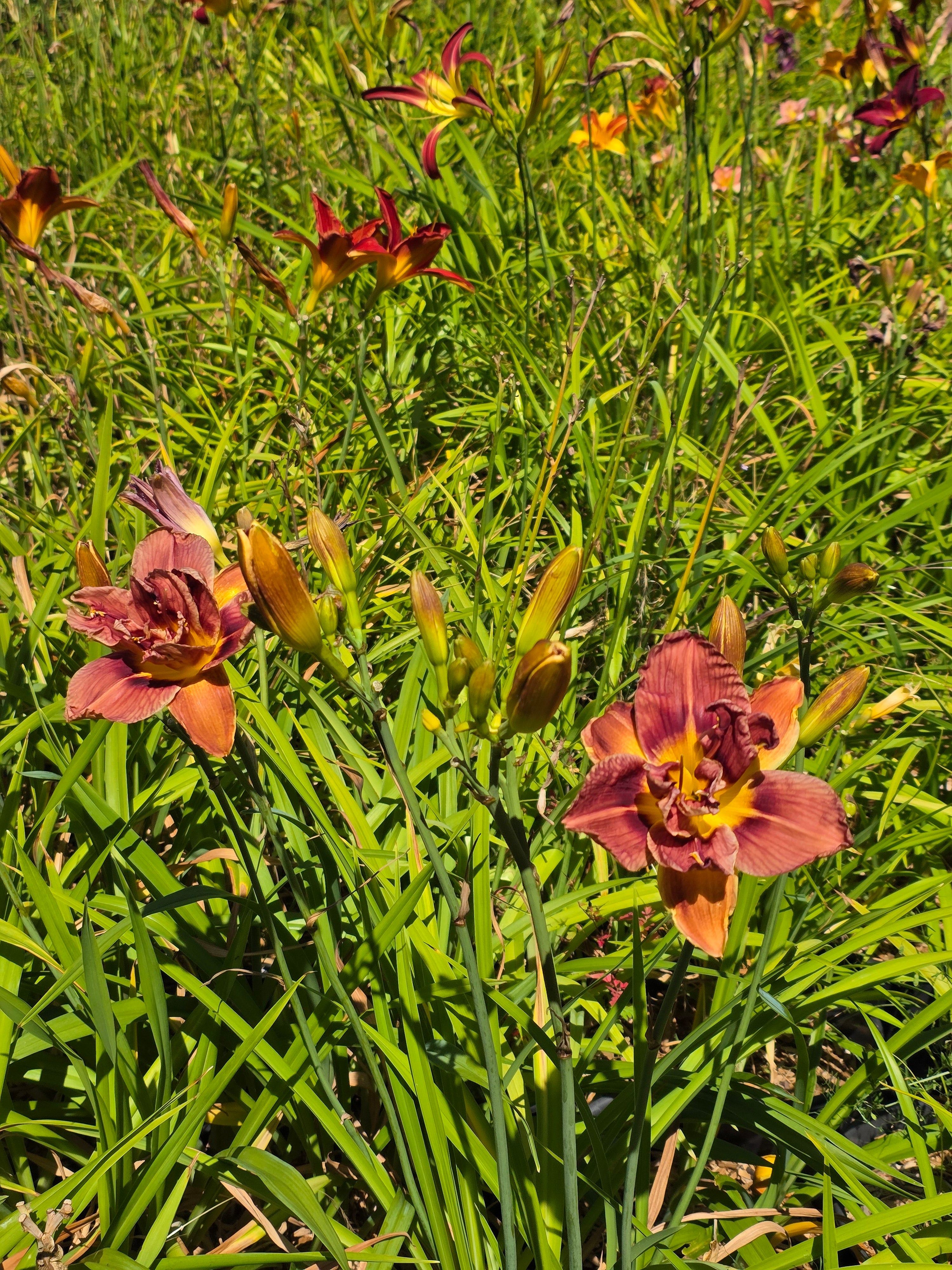 Hemerocallis 'Double Coffee'