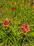 Hemerocallis 'Double Coffee'