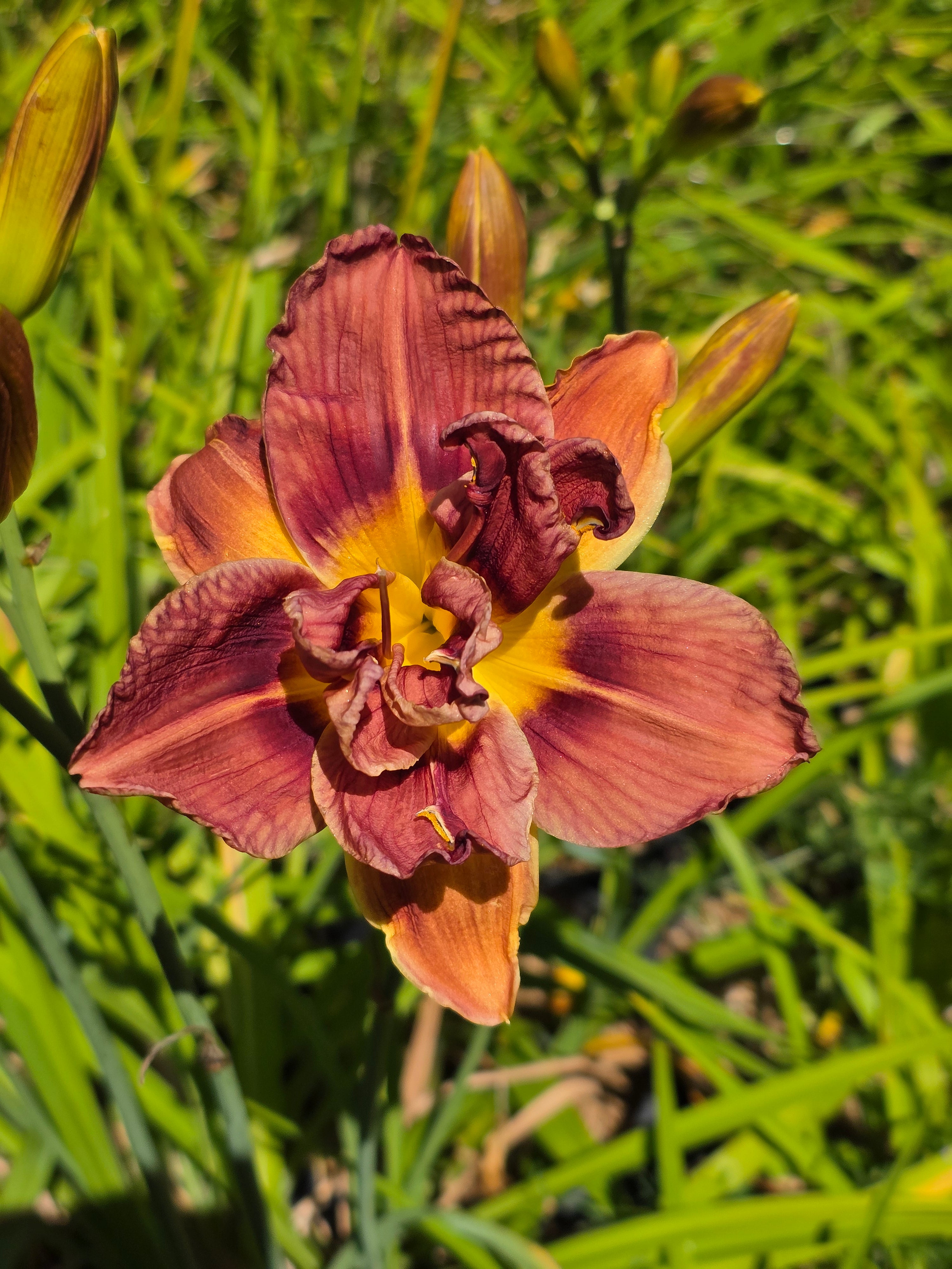 Hemerocallis 'Double Coffee'
